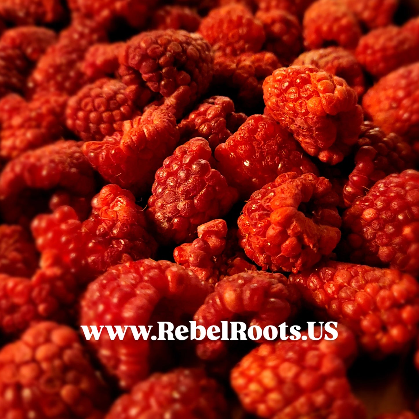Organic Freeze Dried Raspberries